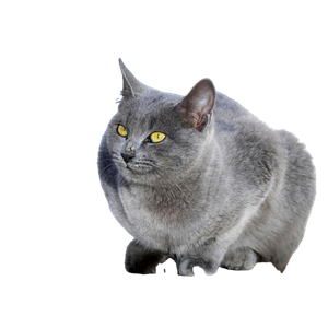 A Serene Image Of A Gray Cat Resting Outside Under Sunlight, Showcasing Its Distinct Yellow Eyes. 12668 - Cat PNG image with transparent background